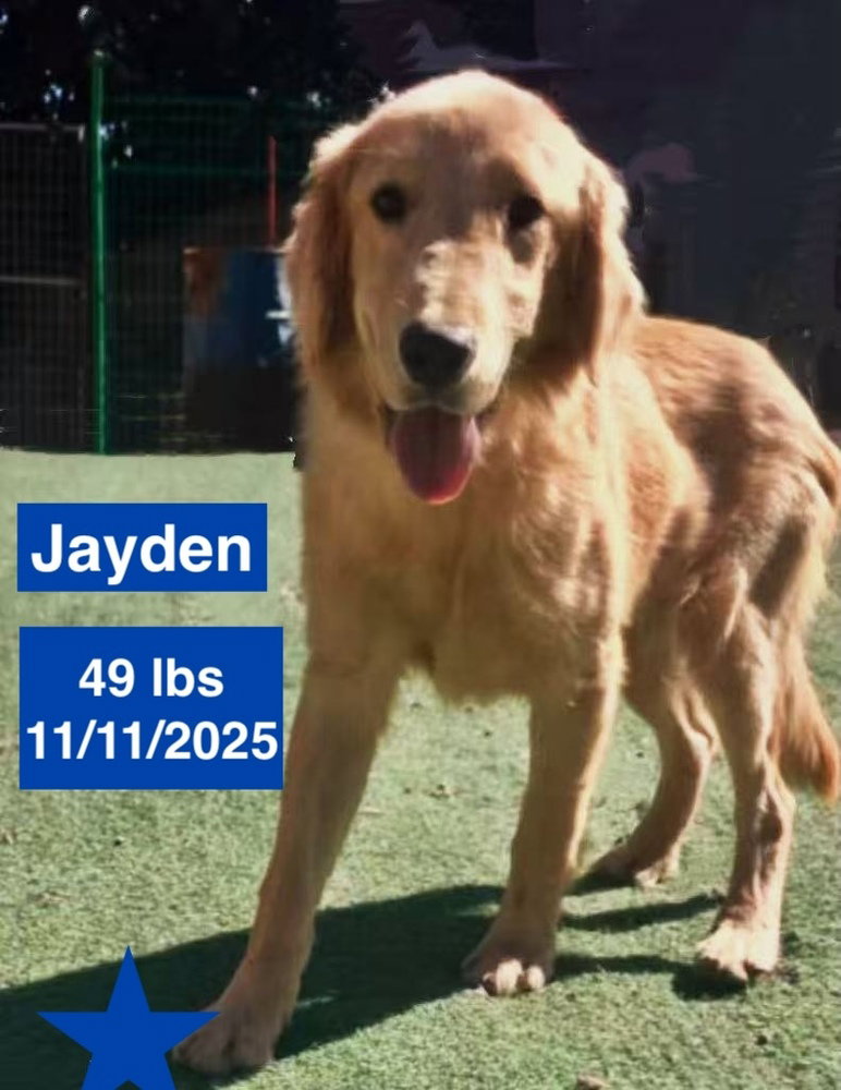 Jayden, photo 4