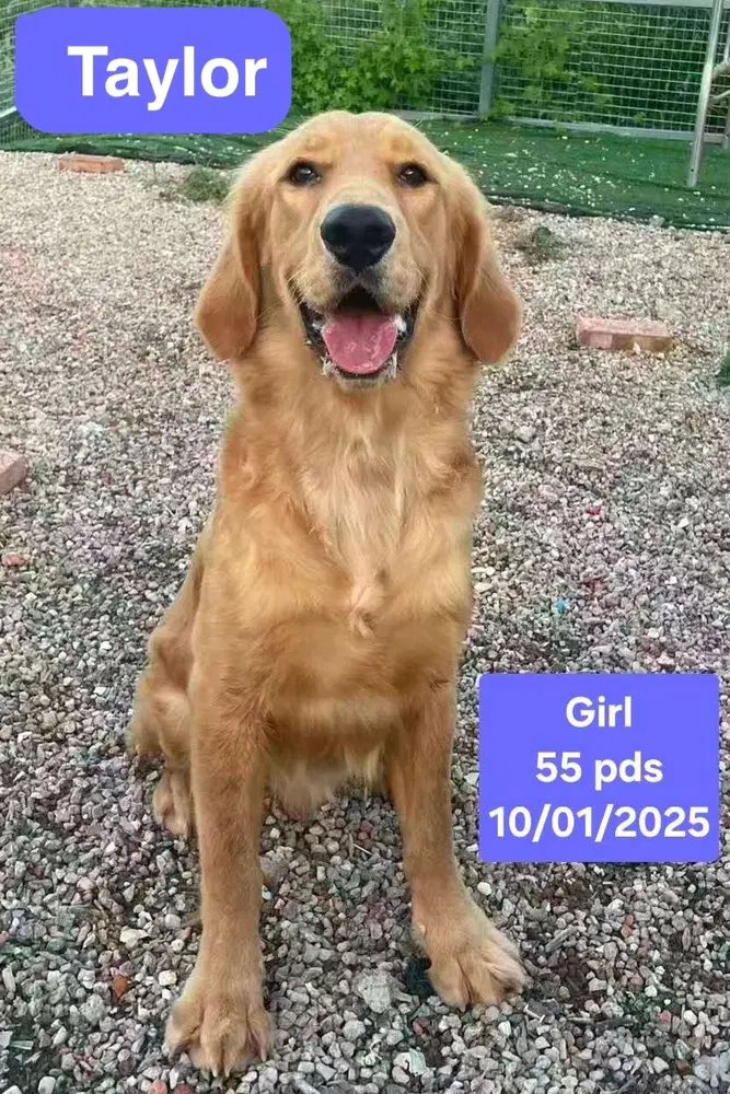 Taylor - Golden Retriever