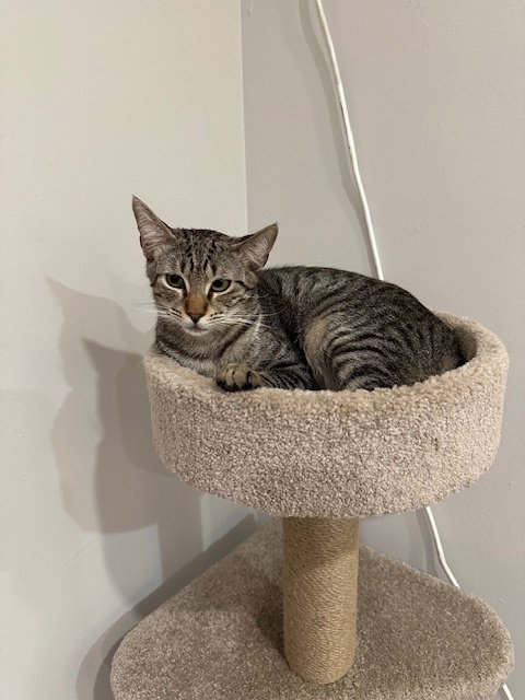 Finn