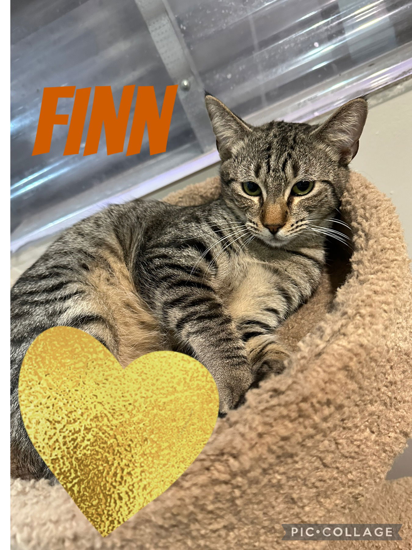 adoptable Cat in Fort Lauderdale, FL named Finn