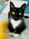 adoptable Cat in Fort Lauderdale, FL named Rosie