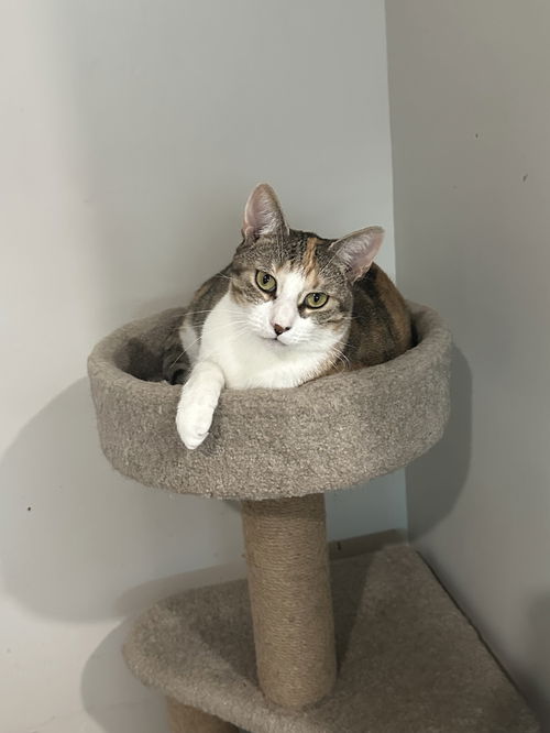 picture of the cat needing adoption