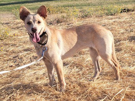 adoptable Dog in Penryn, CA named Reese