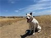 adoptable Dog in fremont, CA named Lucy