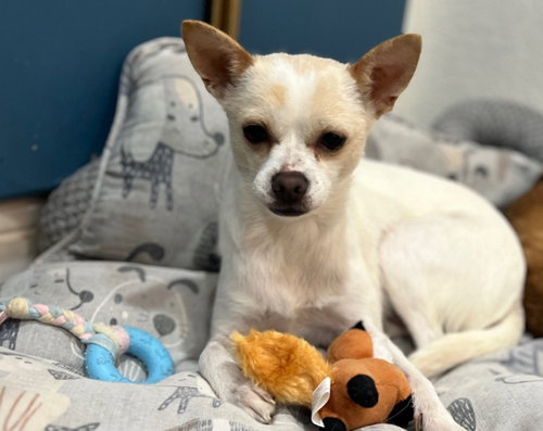 picture of the dog needing adoption