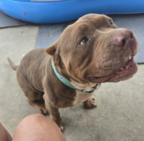 picture of the dog needing adoption