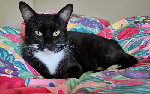 picture of the cat needing adoption