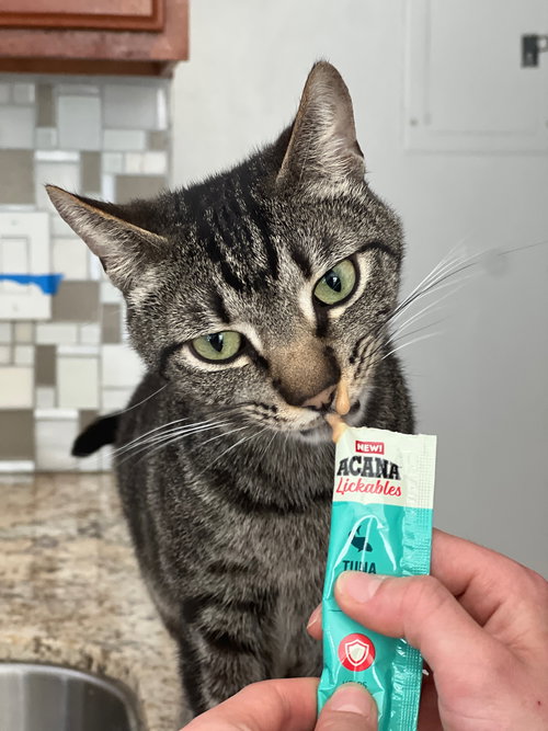 picture of the cat needing adoption