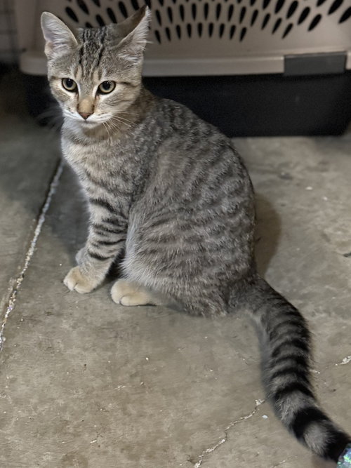 picture of the cat needing adoption