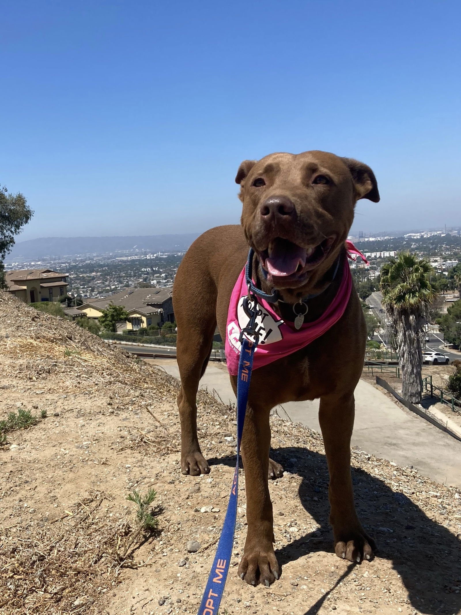 adoptable Dog in Pasadena, CA named BRICK