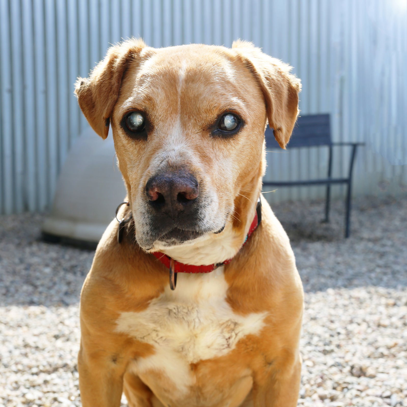 adoptable Dog in Pasadena, CA named CORNBREAD