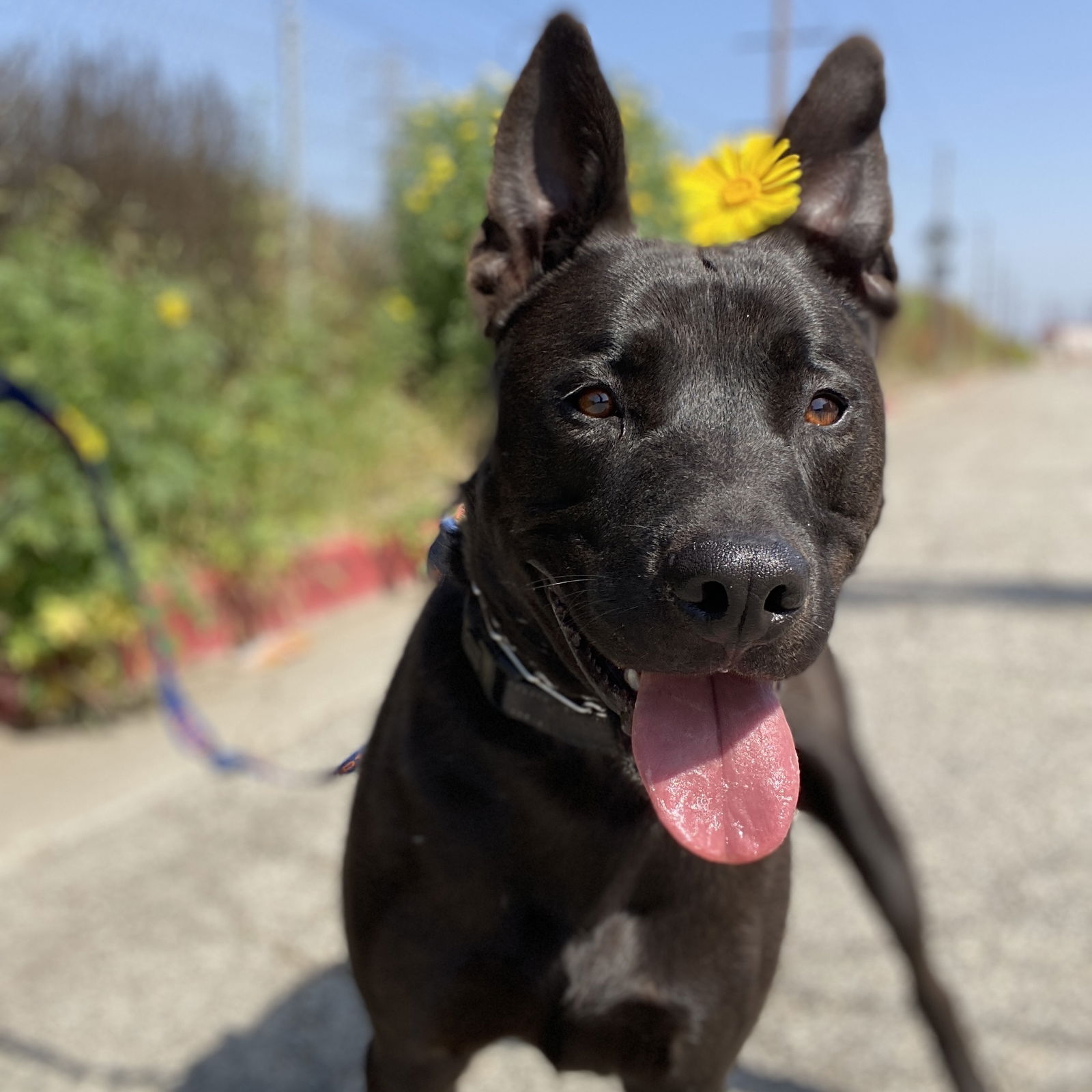 adoptable Dog in Pasadena, CA named FRANCO