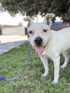 adoptable Dog in Pasadena, CA named LAILA - SUPER SENIOR