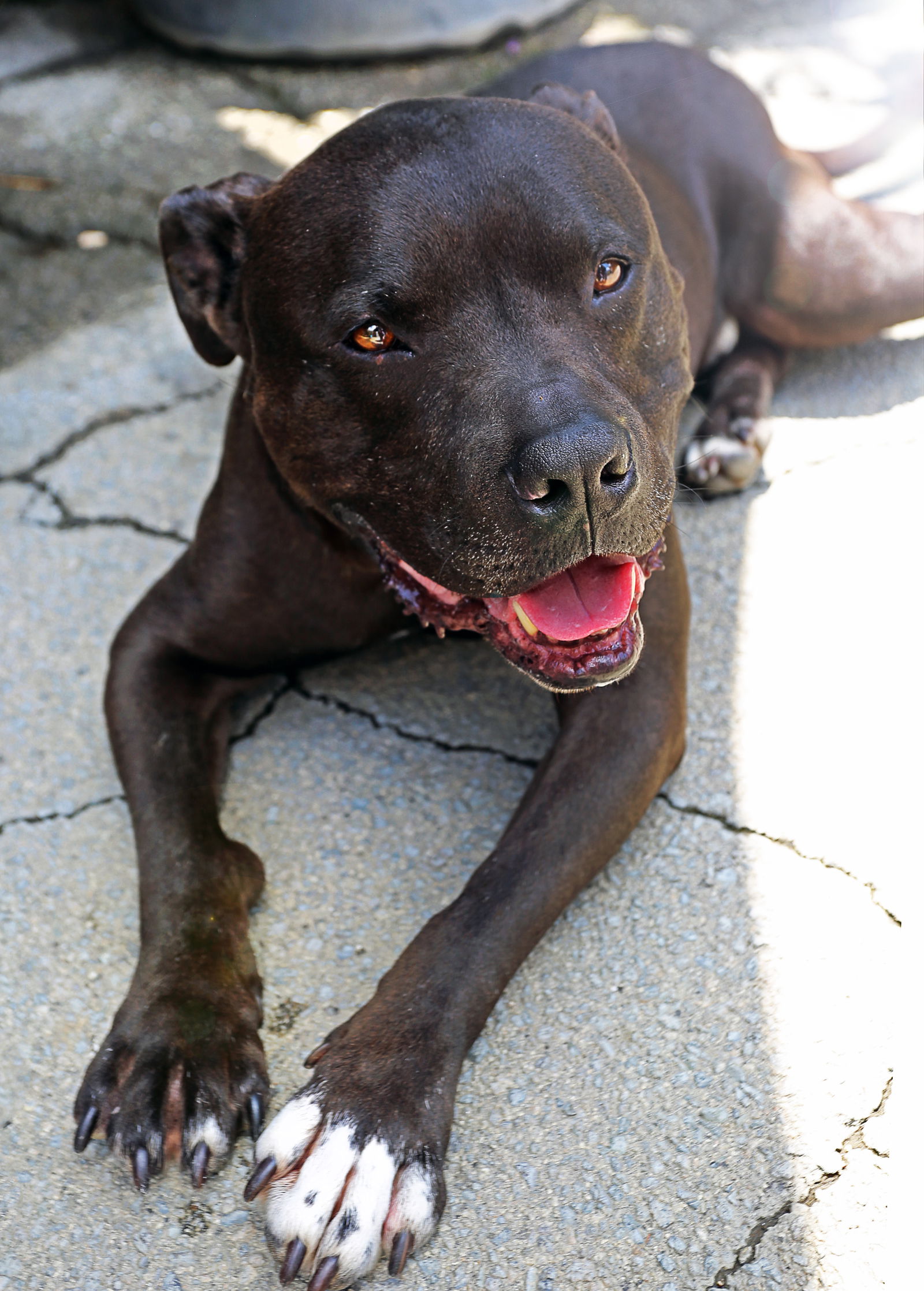 adoptable Dog in Pasadena, CA named KOBE