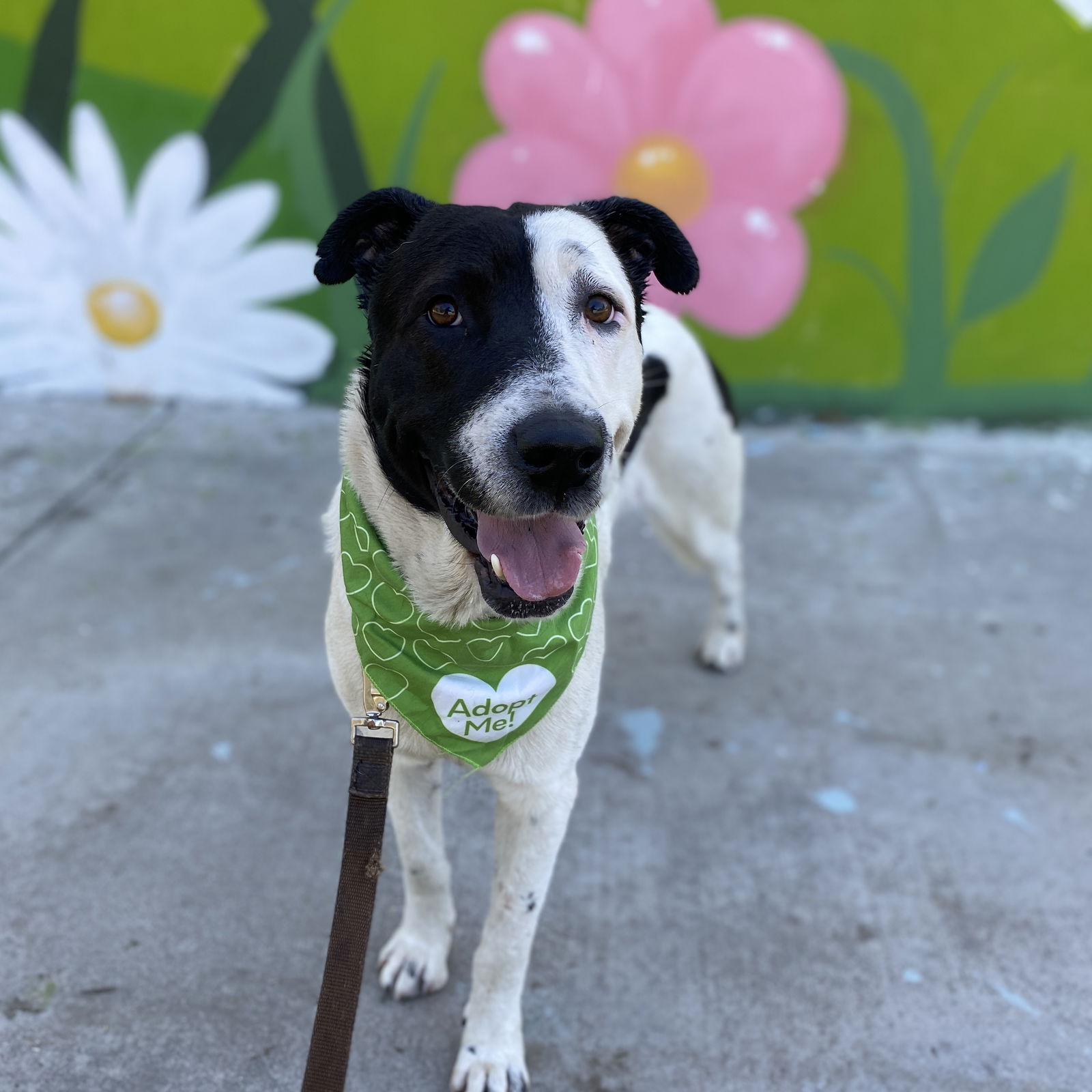 adoptable Dog in Pasadena, CA named STYMIE