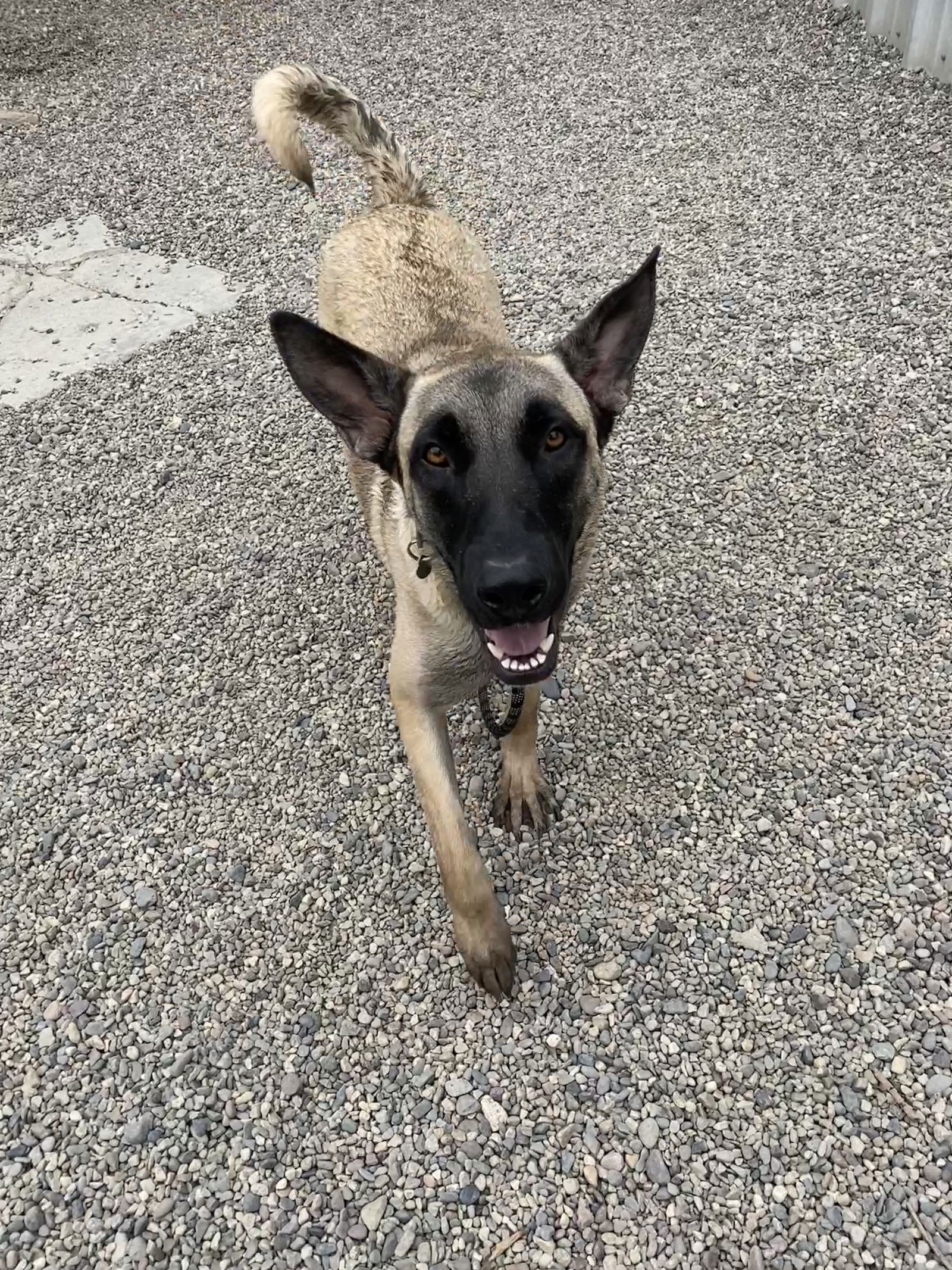 adoptable Dog in Pasadena, CA named IZZY