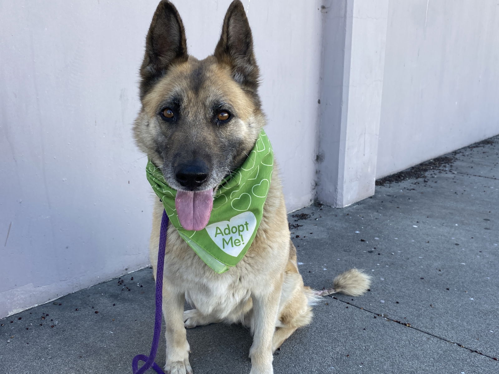 adoptable Dog in Pasadena, CA named ABIGAIL