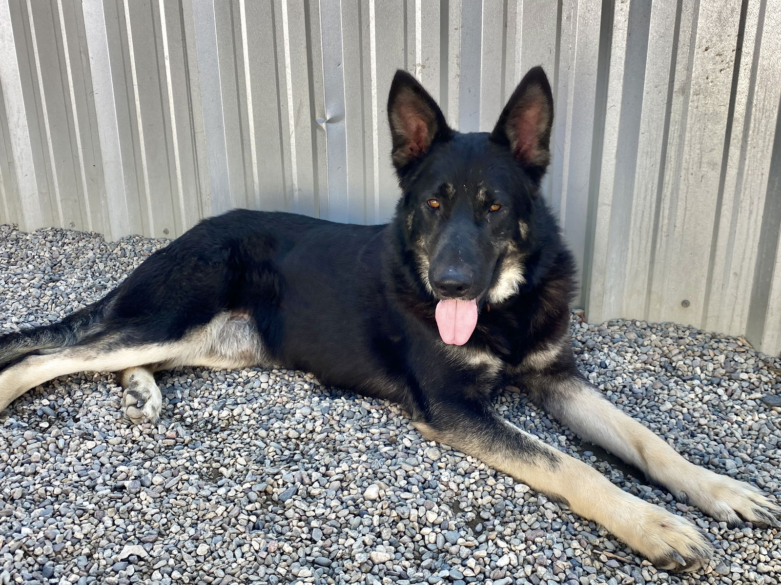 adoptable Dog in Pasadena, CA named BENSON