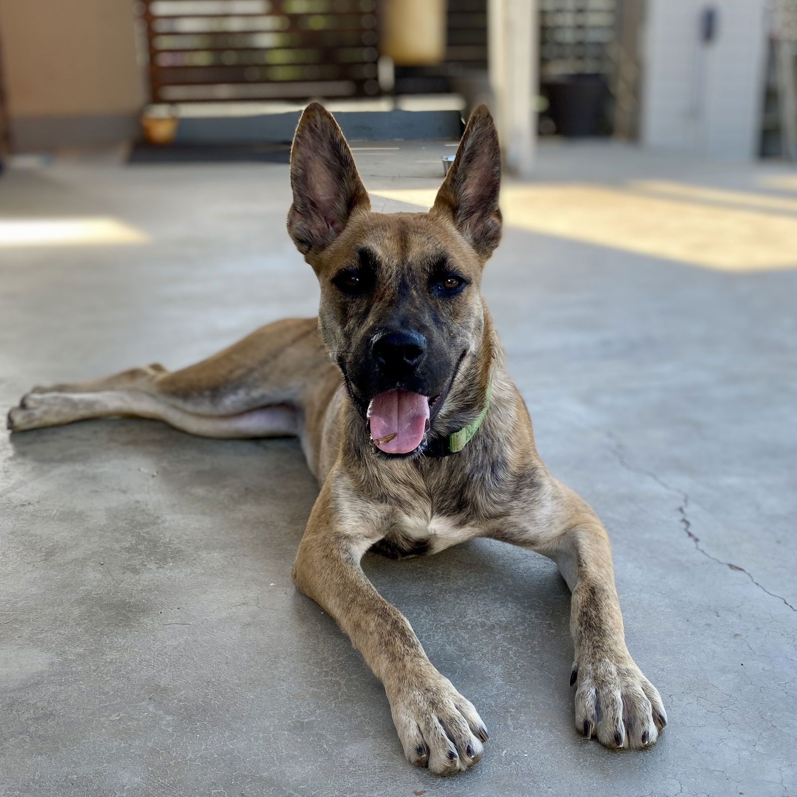 adoptable Dog in Pasadena, CA named LUCY BELLE