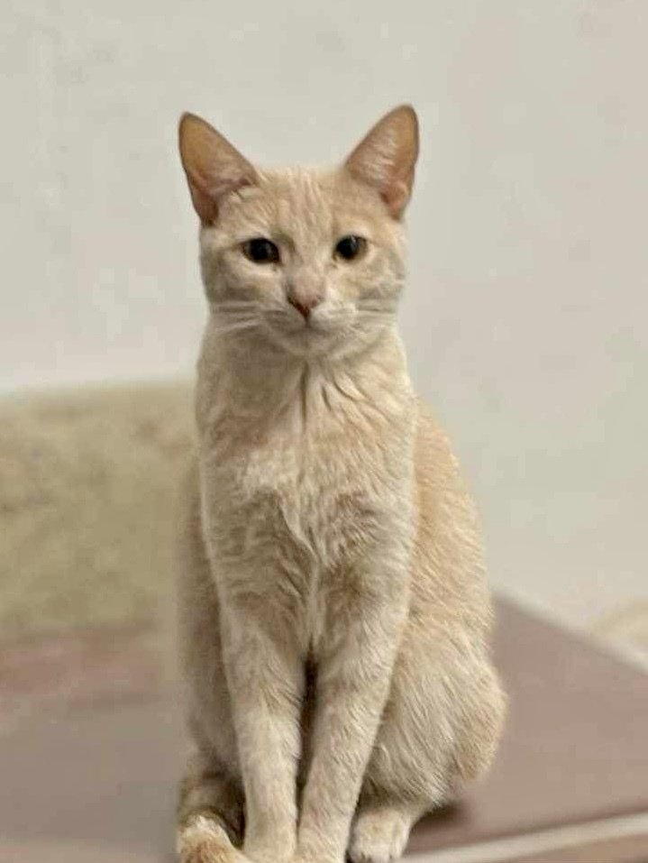 adoptable Cat in San Diego, CA named Vaquita