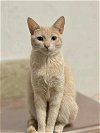 adoptable Cat in  named Vaquita