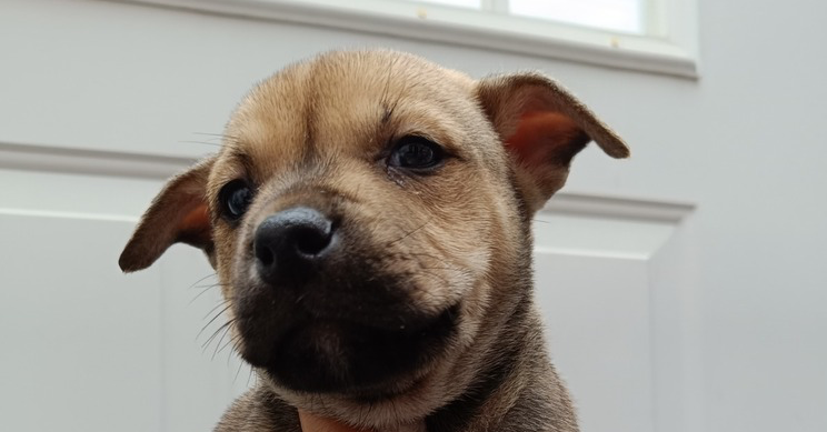 adoptable Dog in San Diego, CA named Brenda