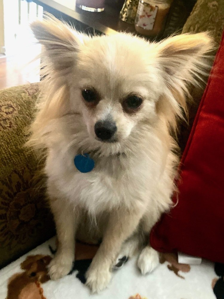 adoptable Dog in San Diego, CA named Bonnie