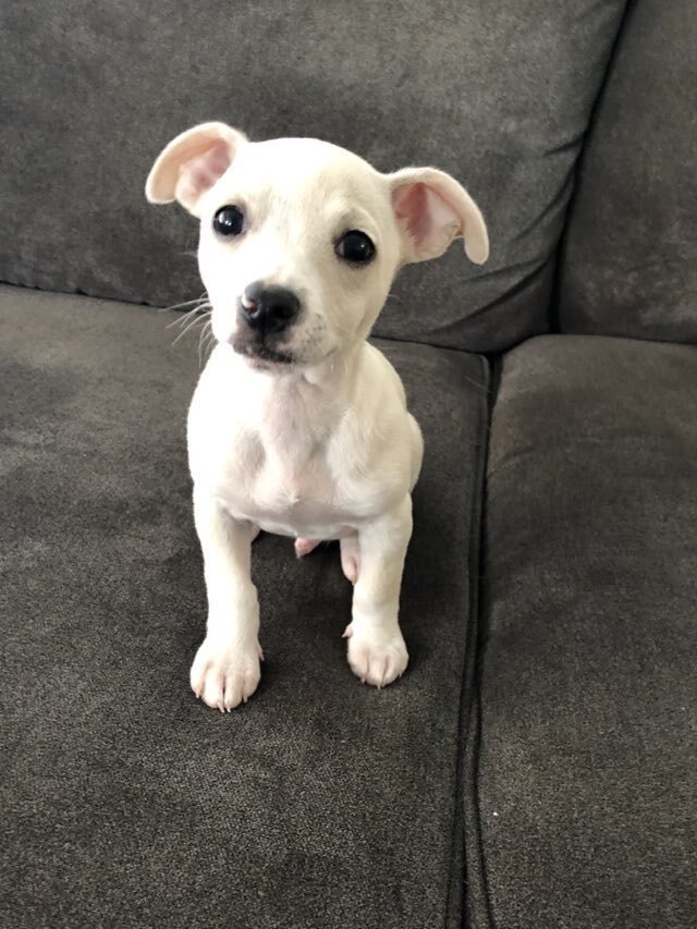adoptable Dog in San Diego, CA named Bolt