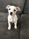 adoptable Dog in  named Bolt