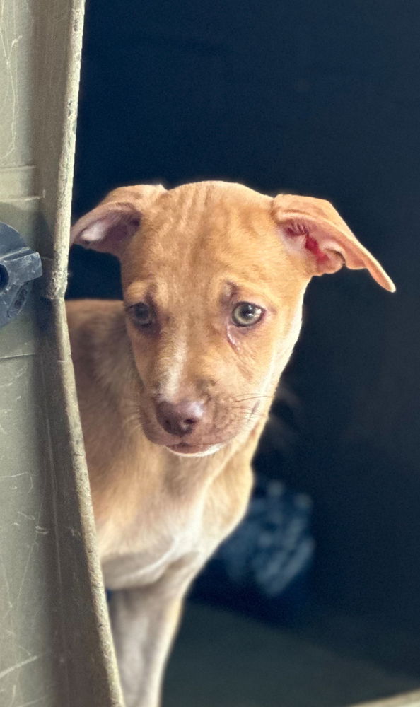 adoptable Dog in San Diego, CA named Goldie