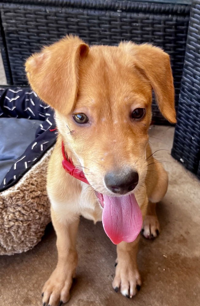 adoptable Dog in San Diego, CA named Biscuit