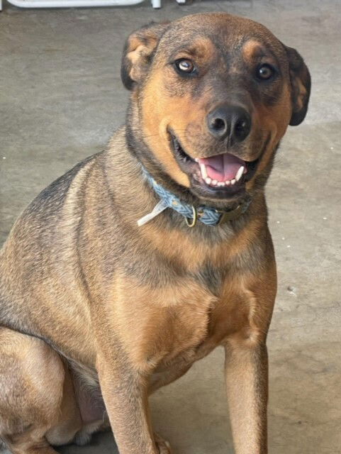 adoptable Dog in San Diego, CA named Toffee