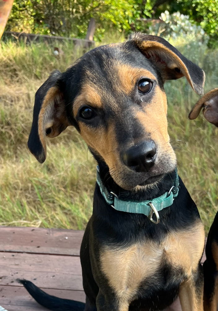 adoptable Dog in San Diego, CA named Lenny