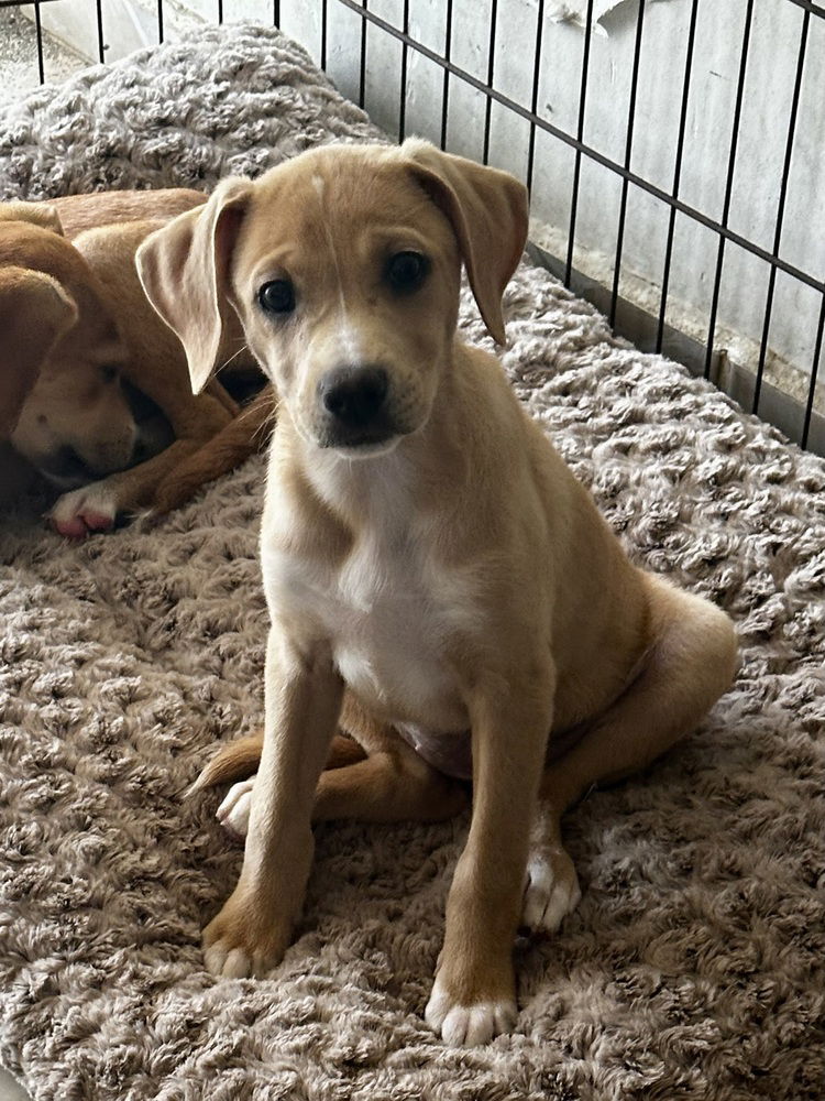 adoptable Dog in San Diego, CA named Bella