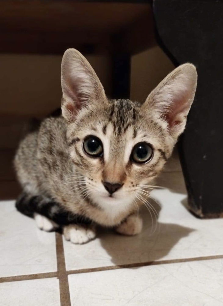 adoptable Cat in San Diego, CA named Mystic