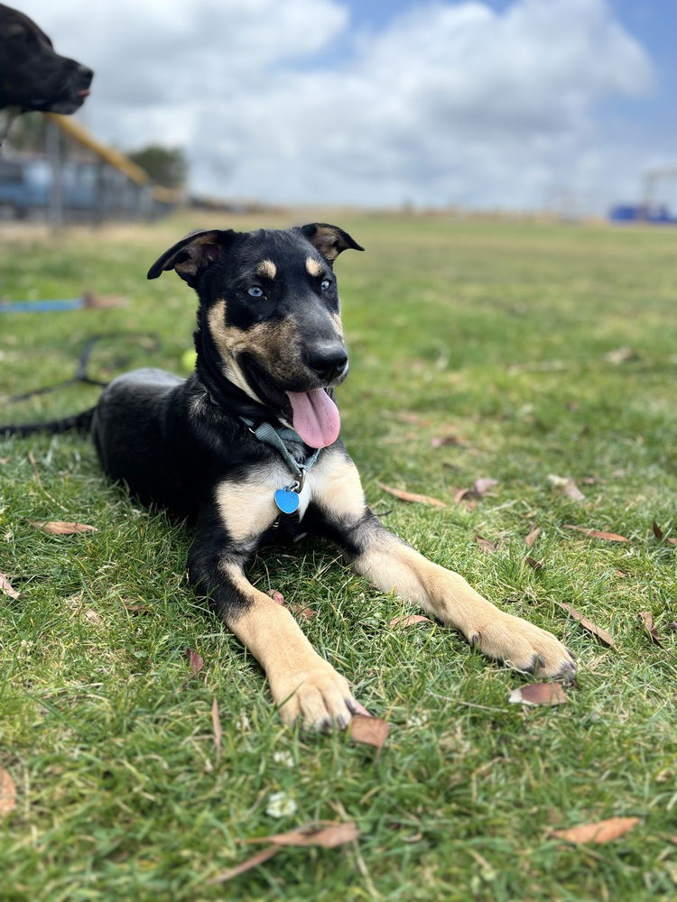 adoptable Dog in San Diego, CA named Zadie