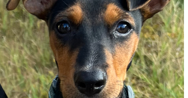 adoptable Dog in San Diego, CA named Lulu