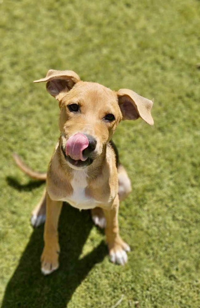 adoptable Dog in San Diego, CA named Drake