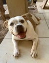 adoptable Dog in  named Fiona