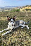 adoptable Dog in  named Lilly