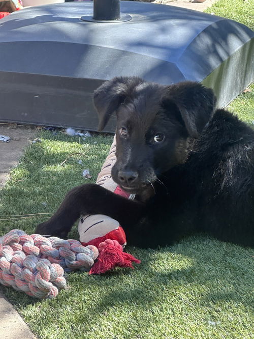 picture of the dog needing adoption