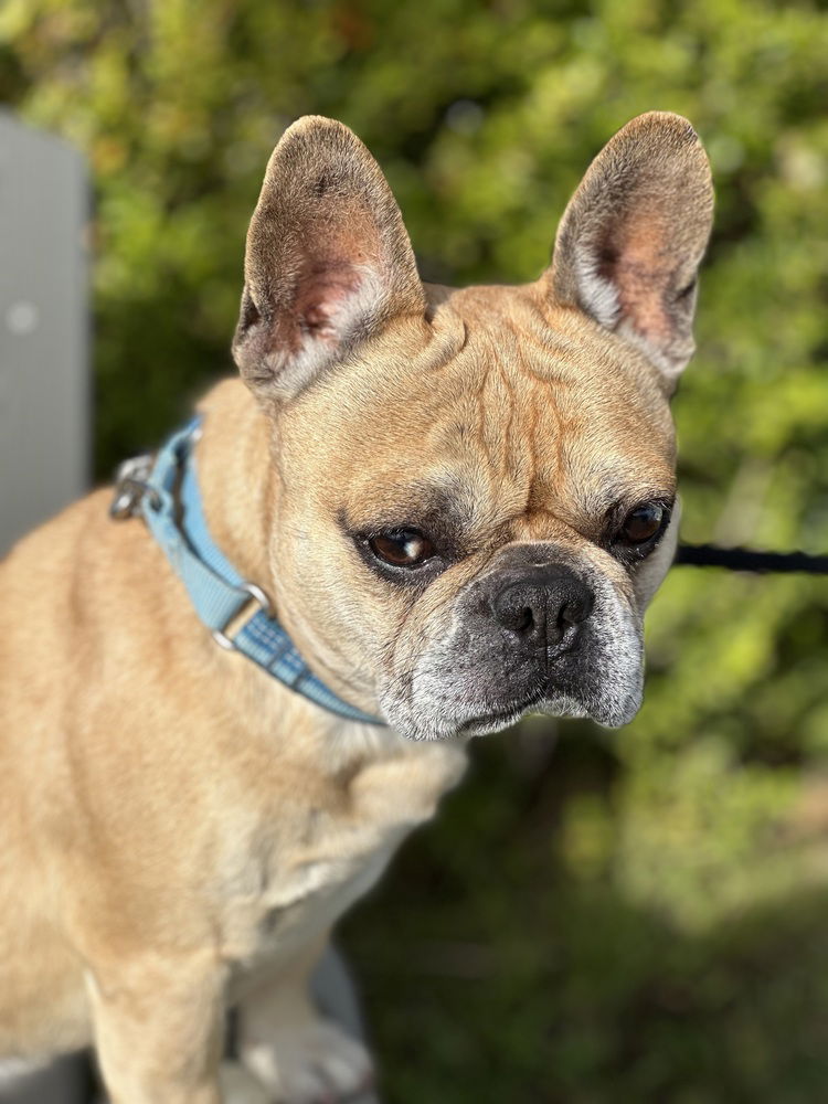 adoptable Dog in San Diego, CA named Winston