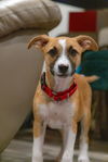 adoptable Dog in  named Citlali âLaliâ