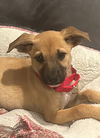 adoptable Dog in  named Lulu