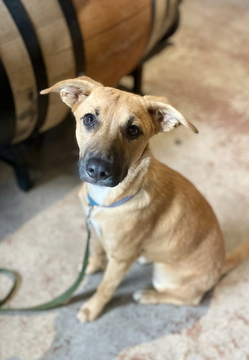 picture of the dog needing adoption