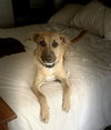 Lulu - Photo 2