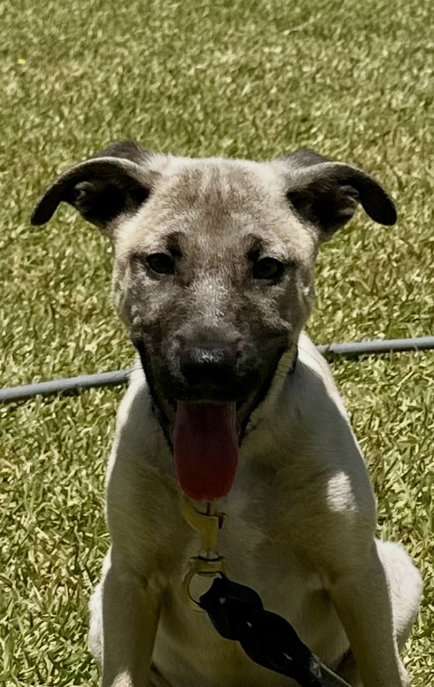 adoptable Dog in San Diego, CA named Hank