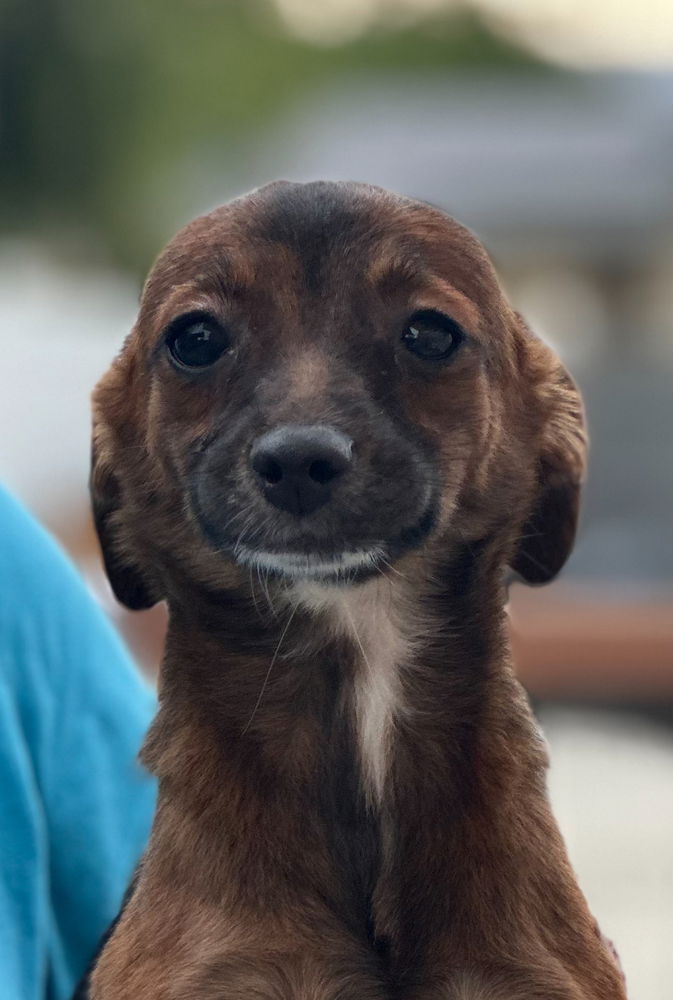 adoptable Dog in San Diego, CA named Sky