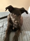 adoptable Dog in  named Willow