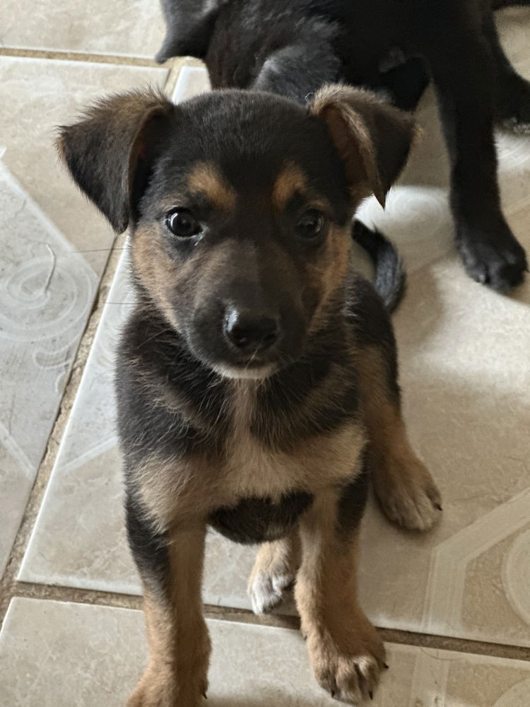 adoptable Dog in San Diego, CA named Bodhi
